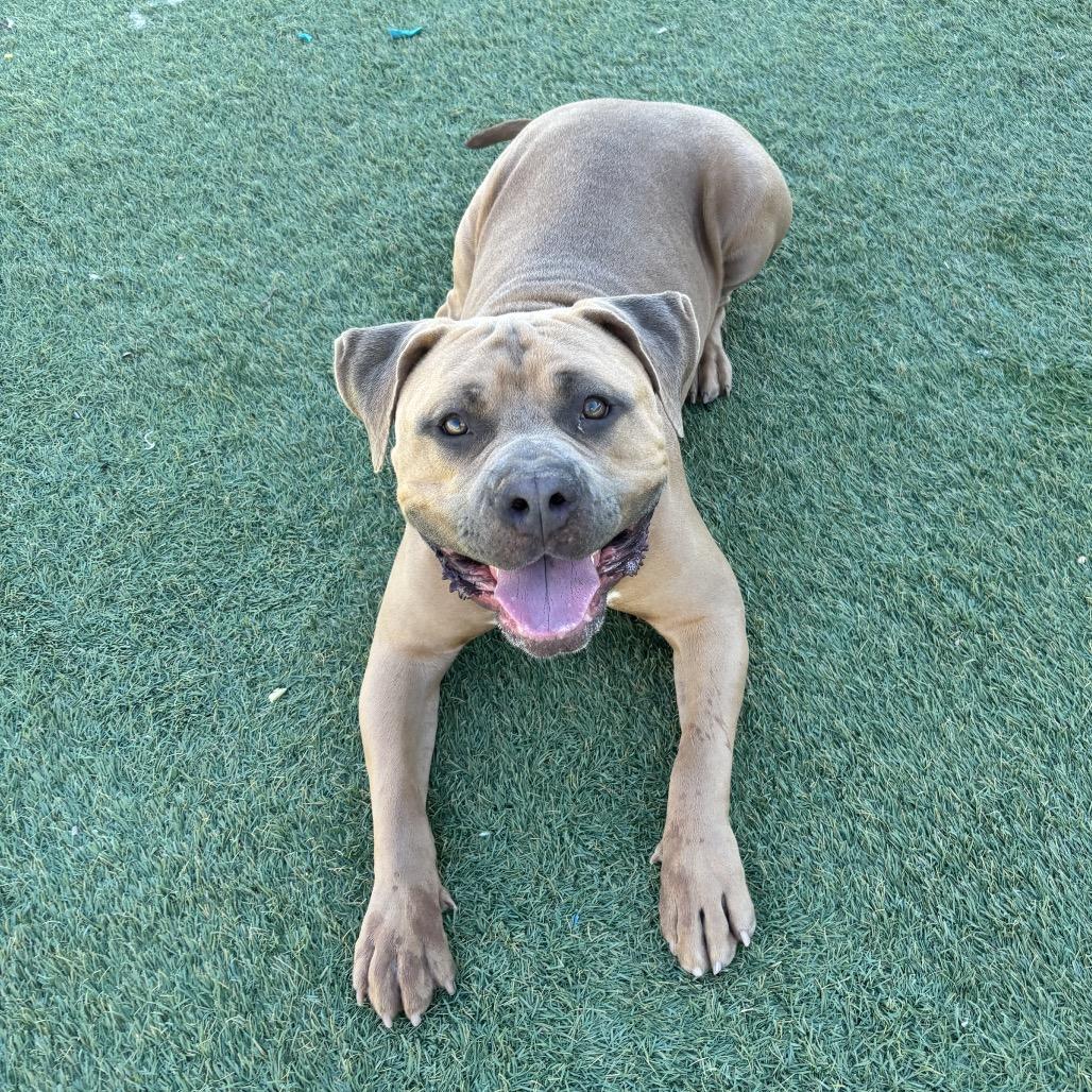 Big Gulp, Adoptable, Adult Male American Staffordshire Terrier.