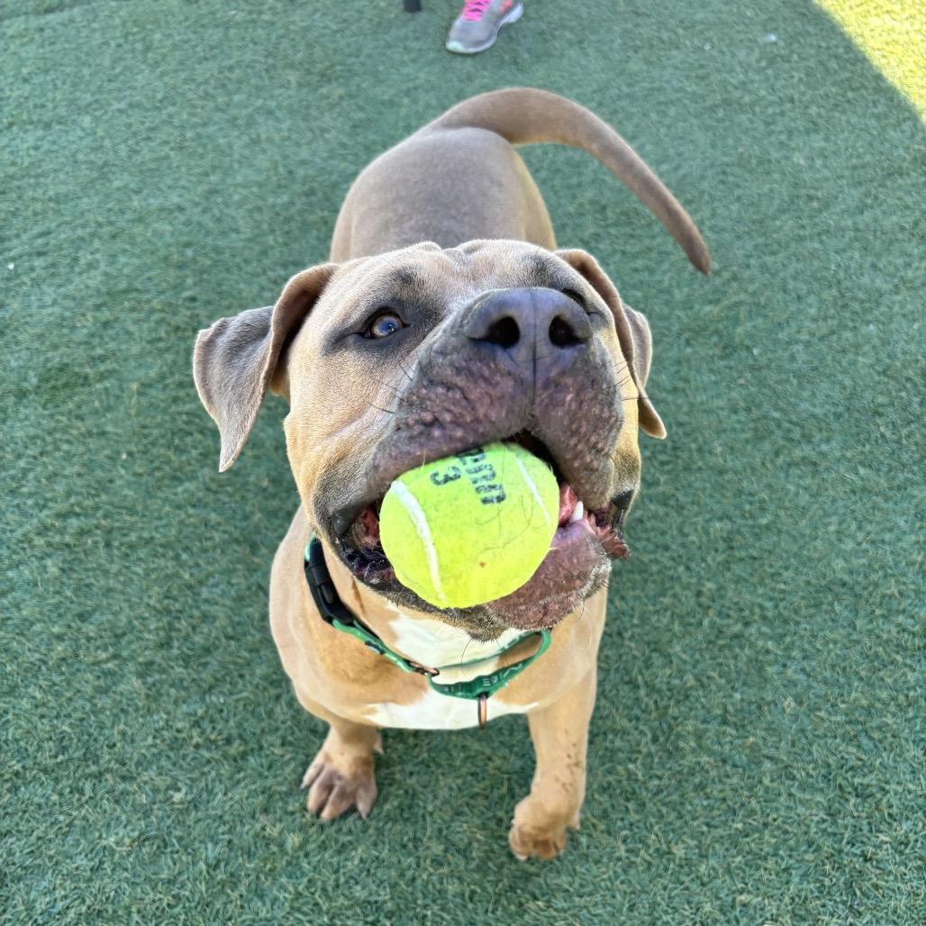 Enlarge Big Gulp, a Adoptable American Staffordshire Terrier in Henderson, NV image 2/6