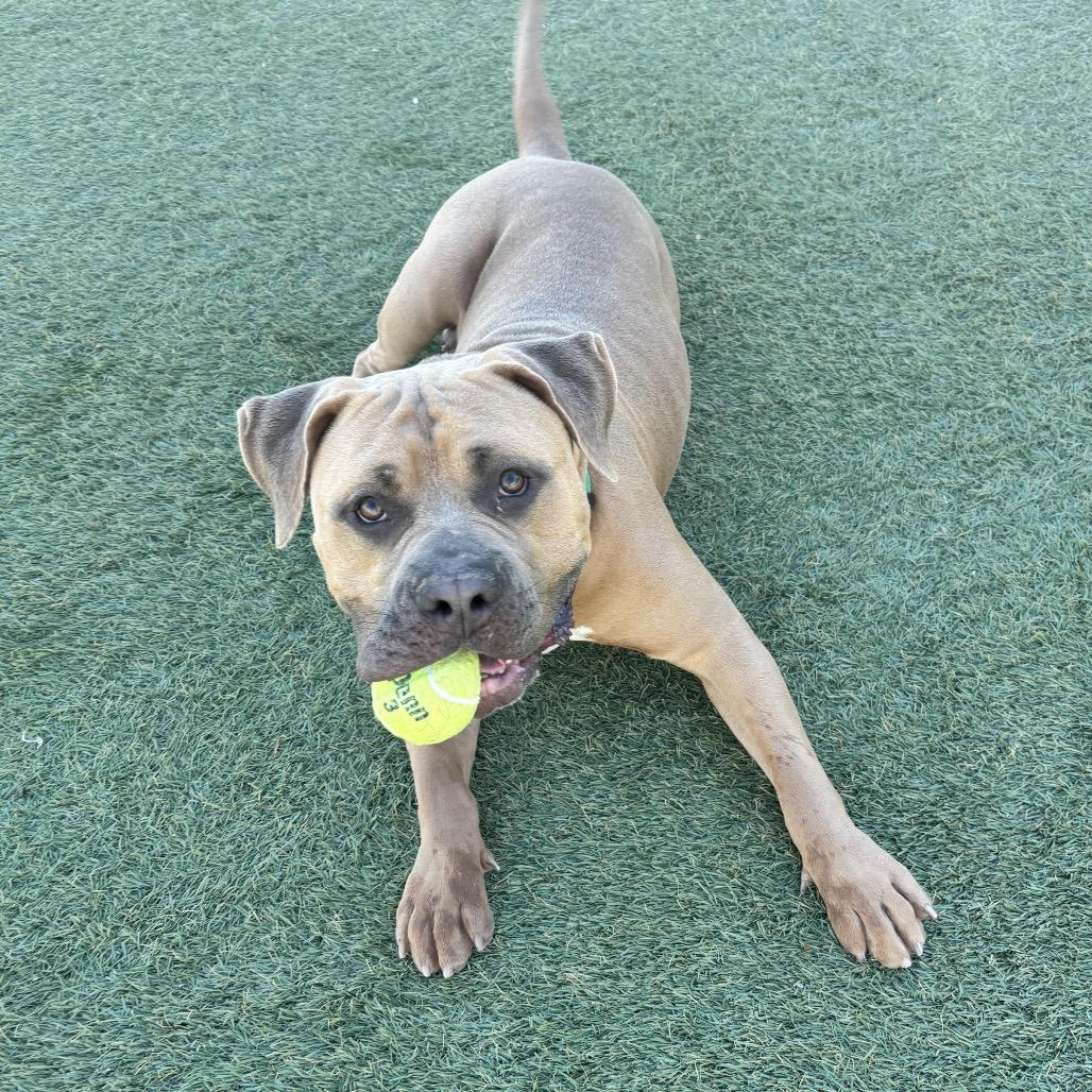 Enlarge Big Gulp, a Adoptable American Staffordshire Terrier in Henderson, NV image 3/6
