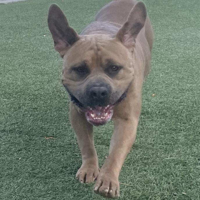 Enlarge Big Gulp, a Adoptable American Staffordshire Terrier in Henderson, NV image 4/6