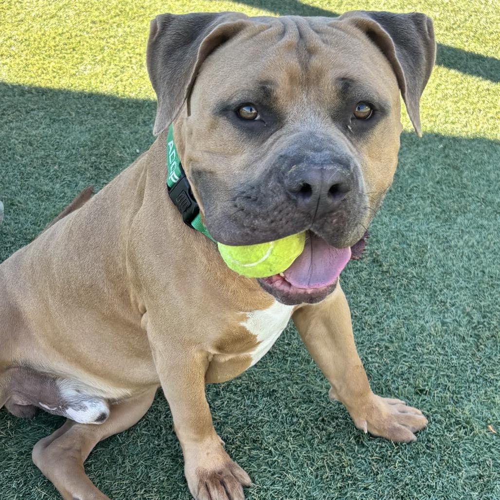 Enlarge Big Gulp, a Adoptable American Staffordshire Terrier in Henderson, NV image 5/6