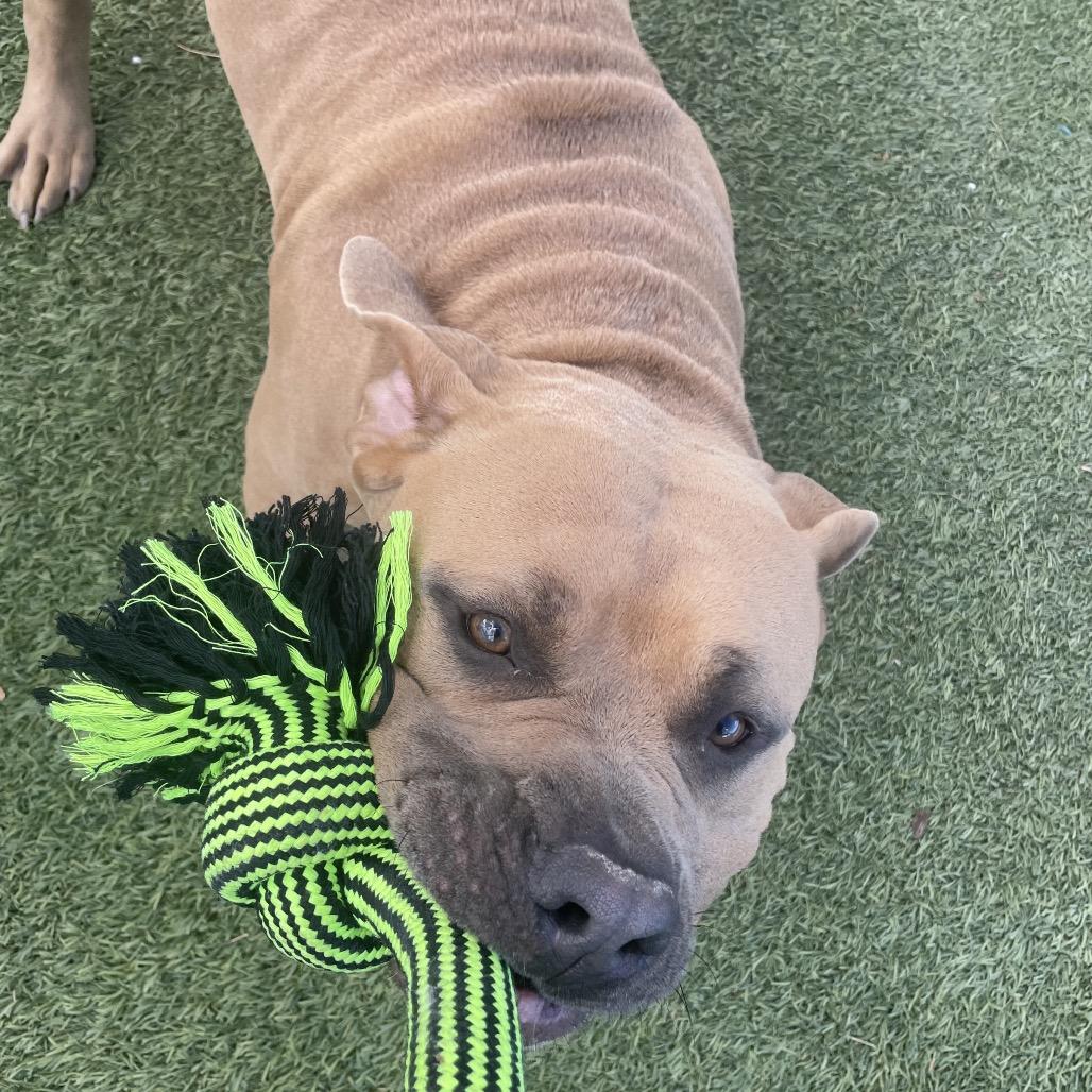 Enlarge Big Gulp, a Adoptable American Staffordshire Terrier in Henderson, NV image 6/6