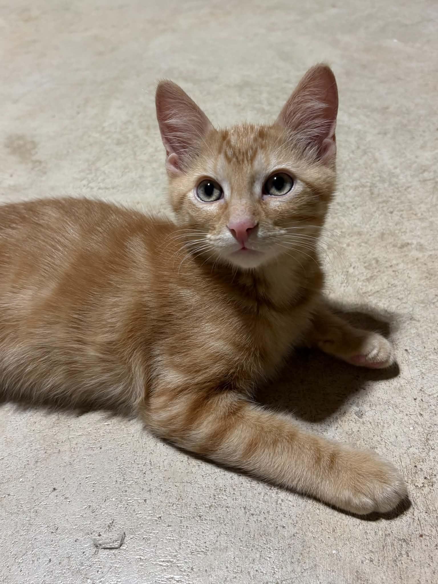 Hobbes, ADOPTABLE, Kitten Male Domestic Short Hair.