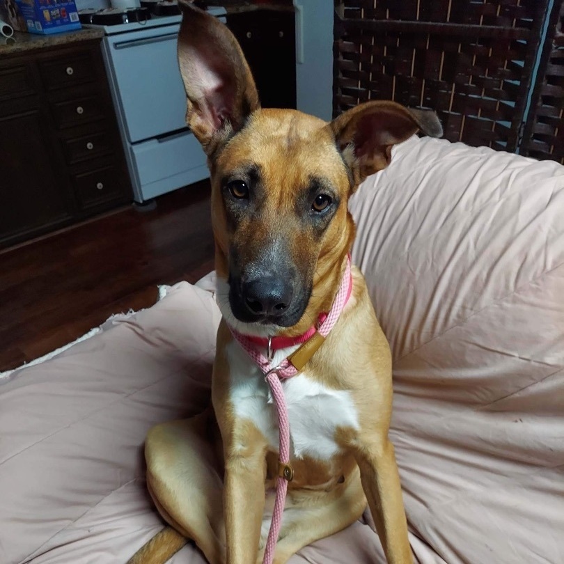 Brownie, a Adoptable mixed breed in Puyallup, WA image 3/6