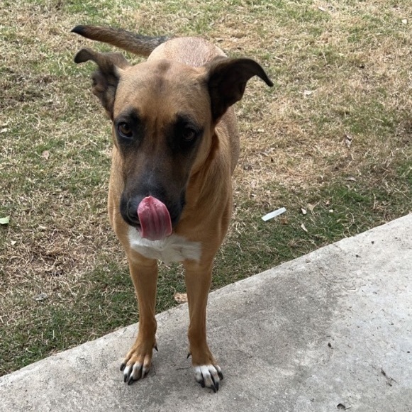 Brownie, a Adoptable mixed breed in Puyallup, WA image 4/6