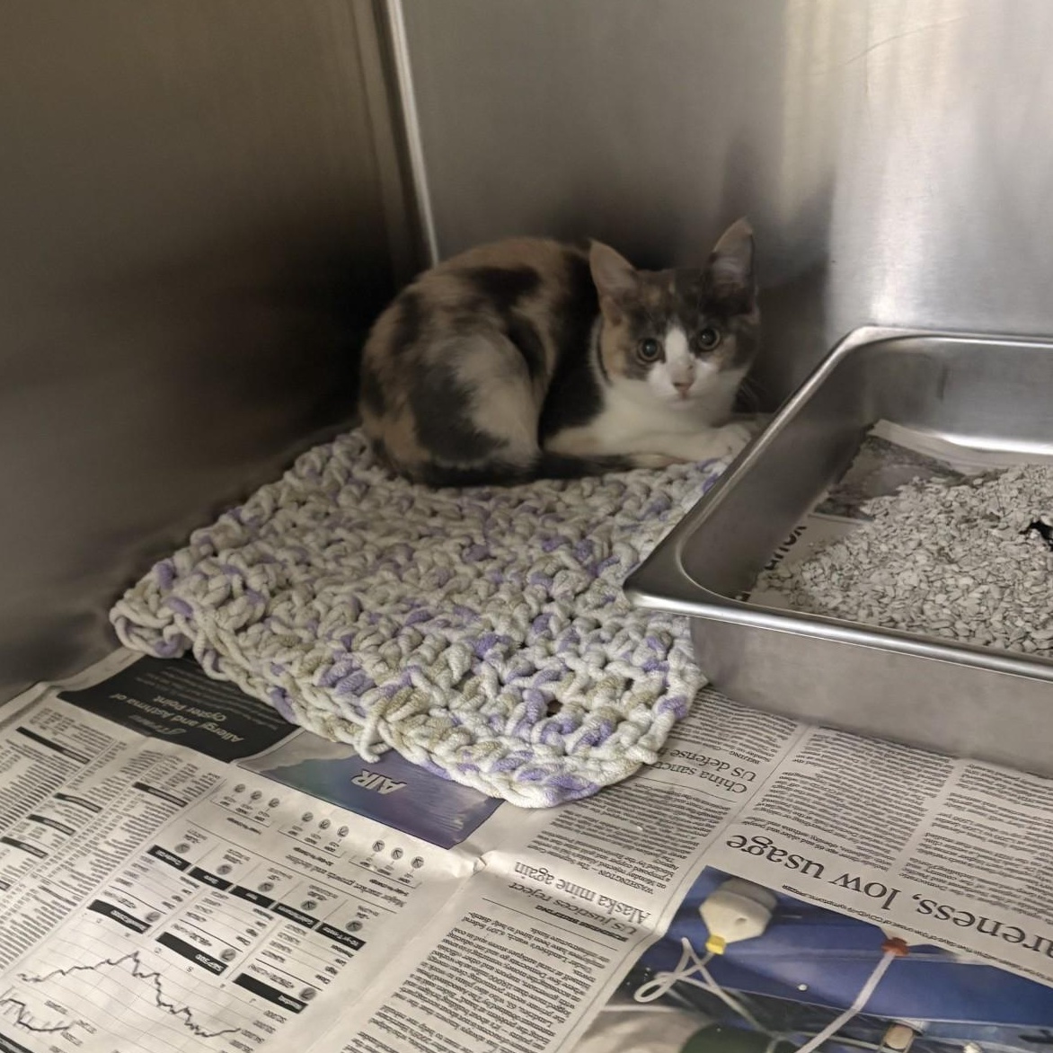 Enlarge Sarabi, a Adoptable Domestic Short Hair in Elberon, VA image 1/1