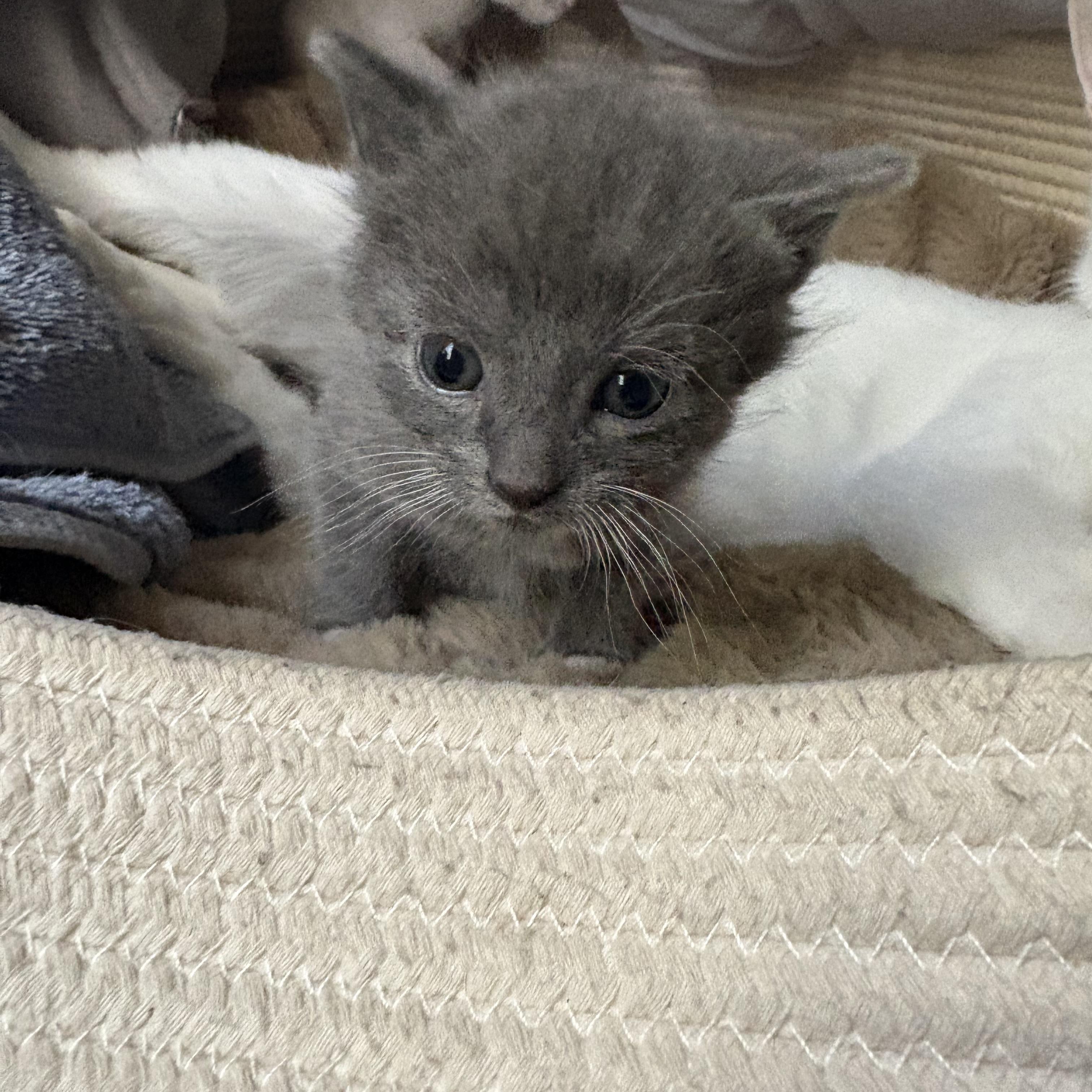 Enlarge Stella, a ADOPTABLE Domestic Short Hair in Woodbridge, VA image 1/2