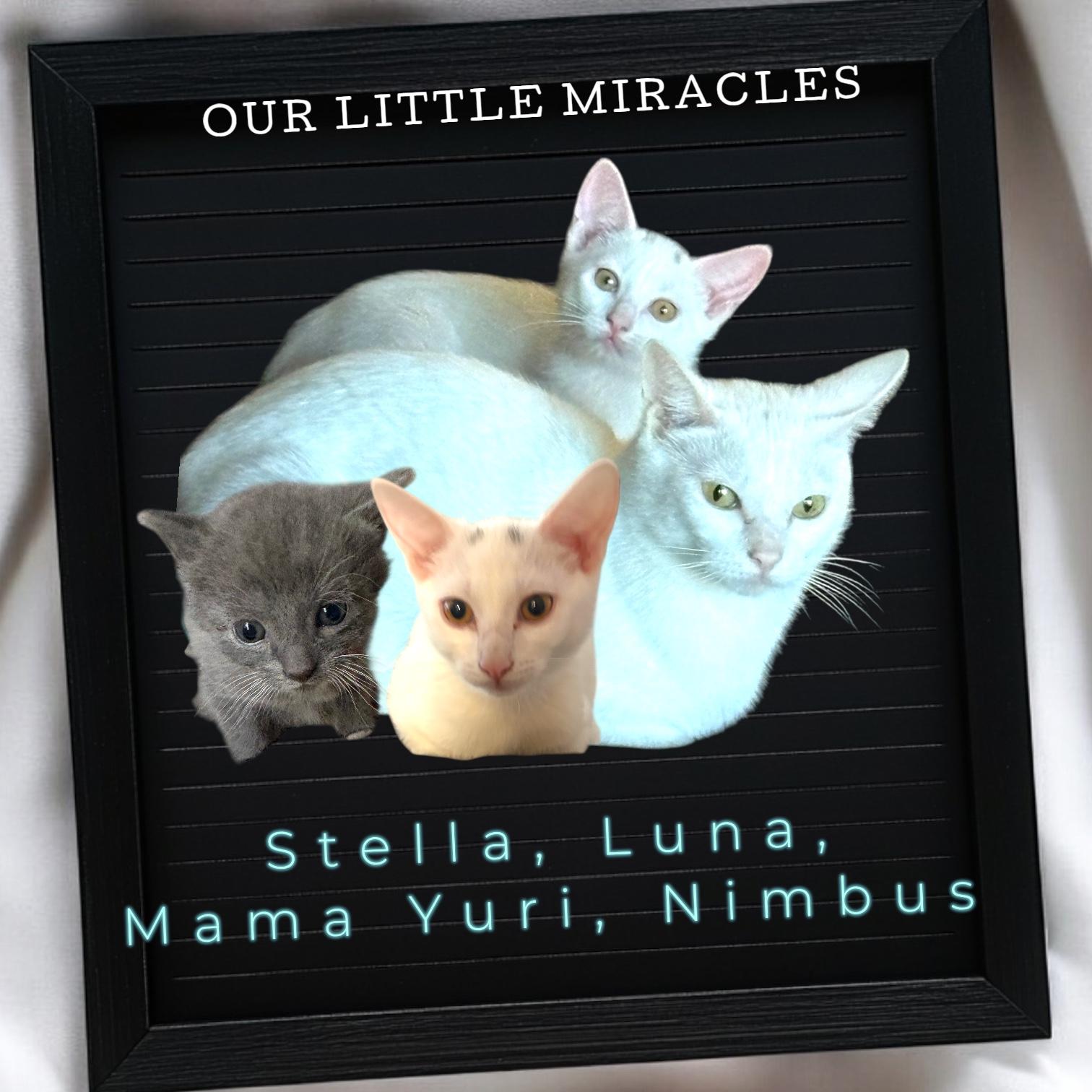 Enlarge Stella, a ADOPTABLE Domestic Short Hair in Woodbridge, VA image 2/2