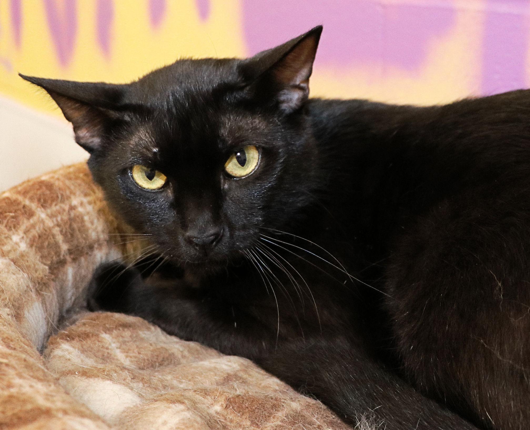Declan, a ADOPTABLE Domestic Short Hair in Cincinnati, OH image 2/2