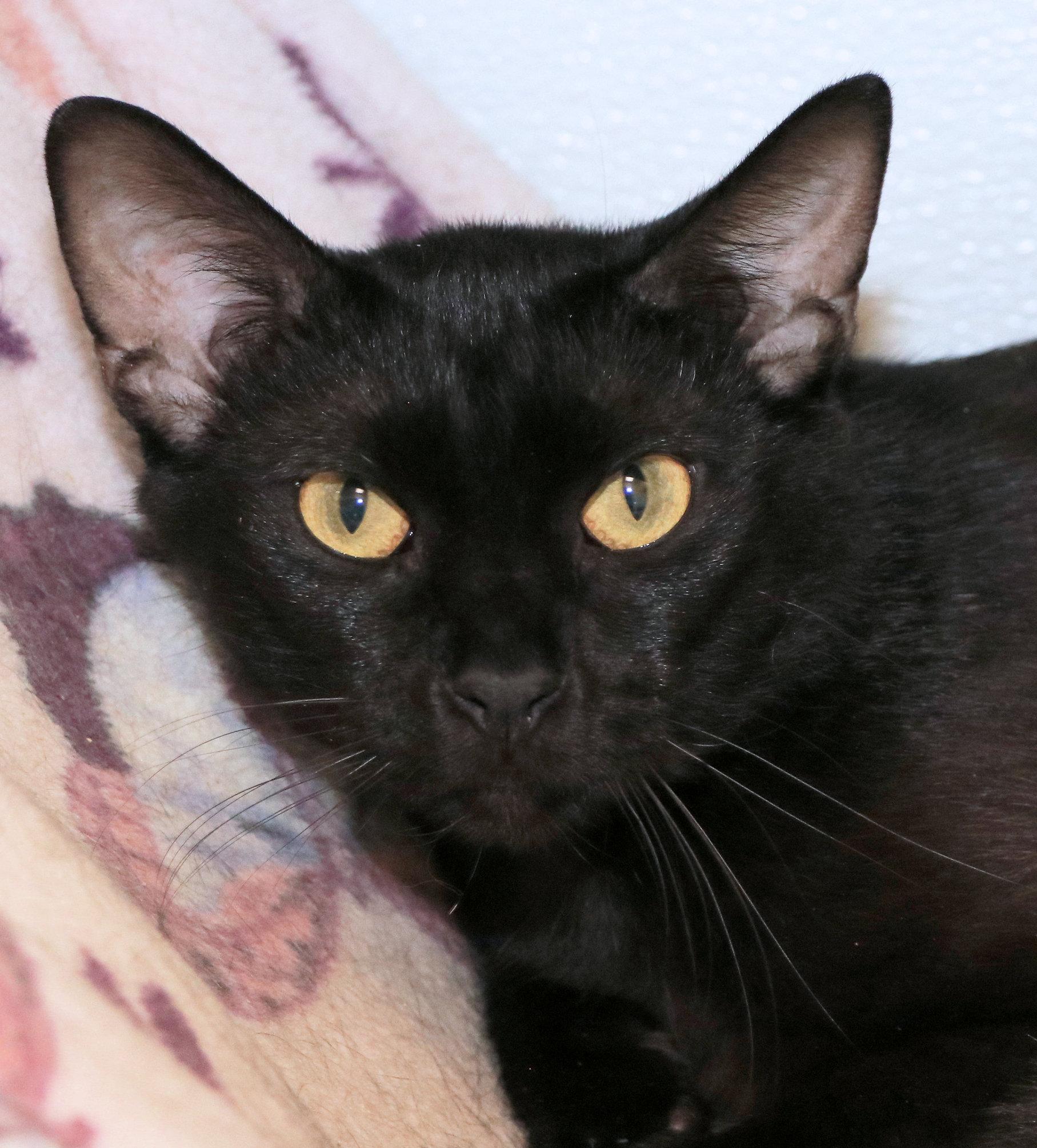 Declan, a ADOPTABLE Domestic Short Hair in Cincinnati, OH image 1/2