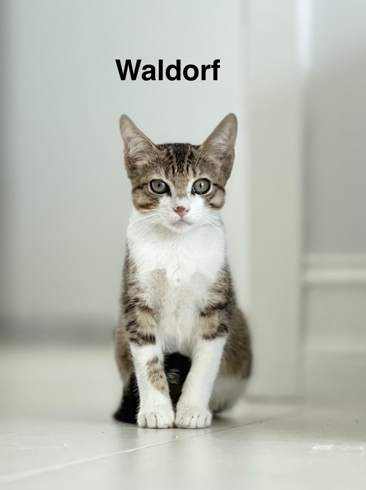Enlarge Waldorf, a Adoptable Domestic Short Hair in Boston, MA image 2/3