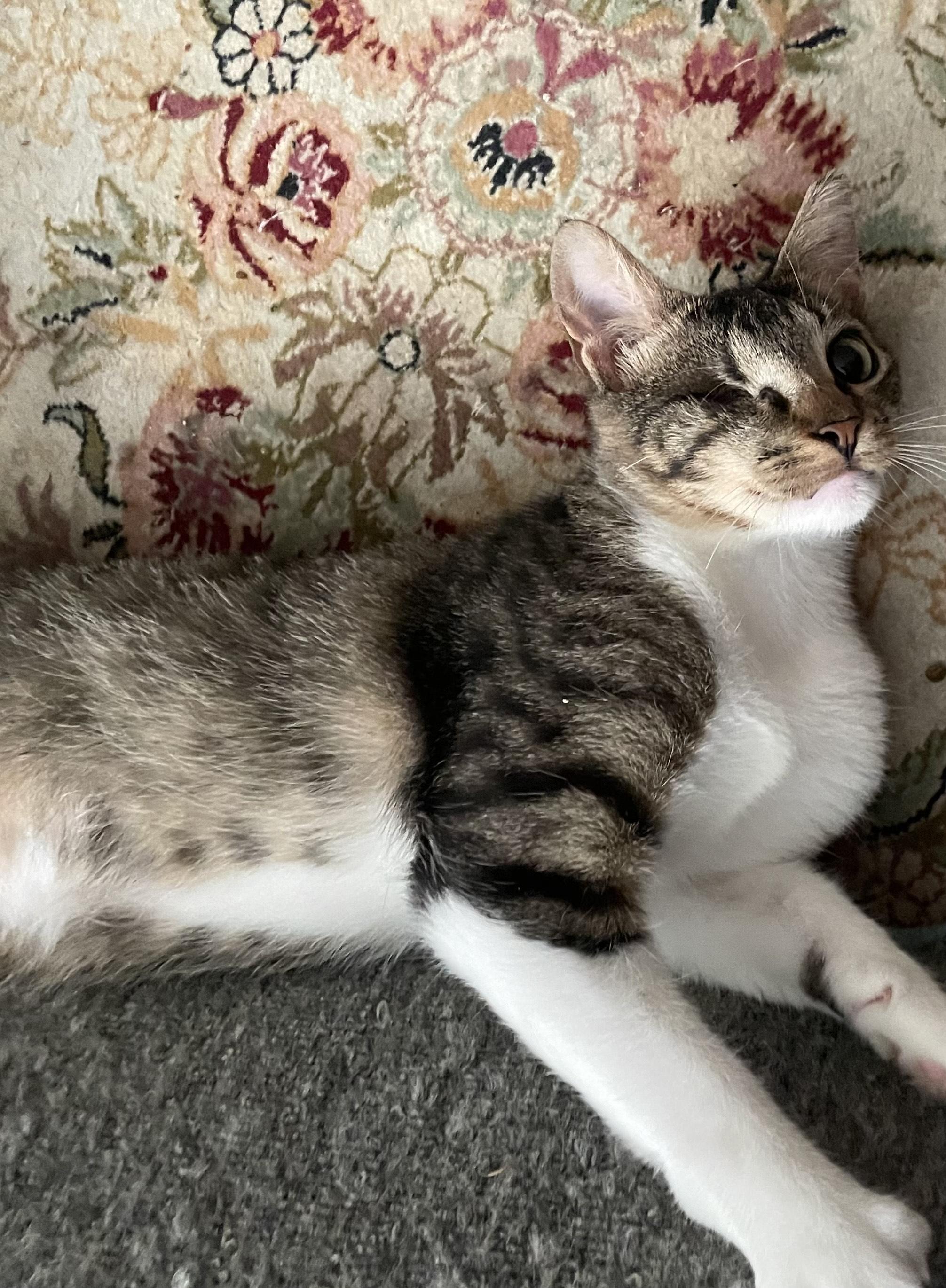 Daphne, Baby Female Domestic Short Hair
