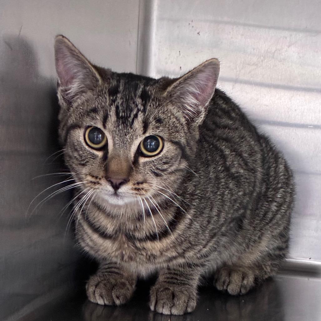 Moonlight, Adoptable, Kitten Male Domestic Short Hair.