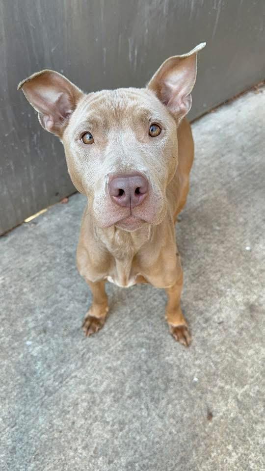 Cessily, ADOPTABLE, Adult Female Pit Bull Terrier.