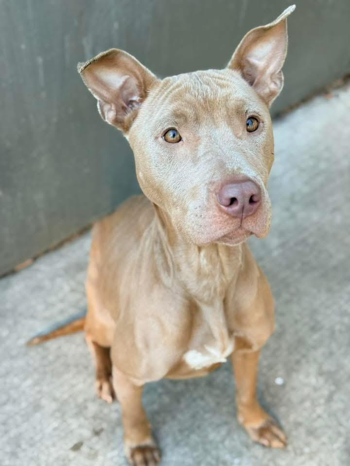 Enlarge Cessily, a ADOPTABLE Pit Bull Terrier in Chicago, IL image 2/5