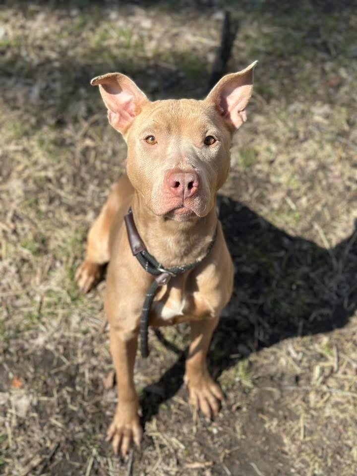 Enlarge Cessily, a ADOPTABLE Pit Bull Terrier in Chicago, IL image 3/5