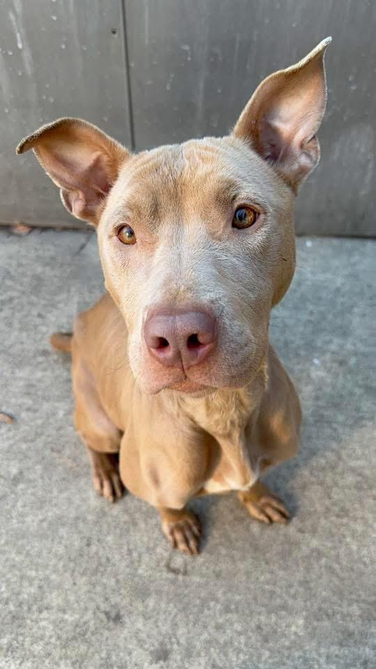 Enlarge Cessily, a ADOPTABLE Pit Bull Terrier in Chicago, IL image 4/5