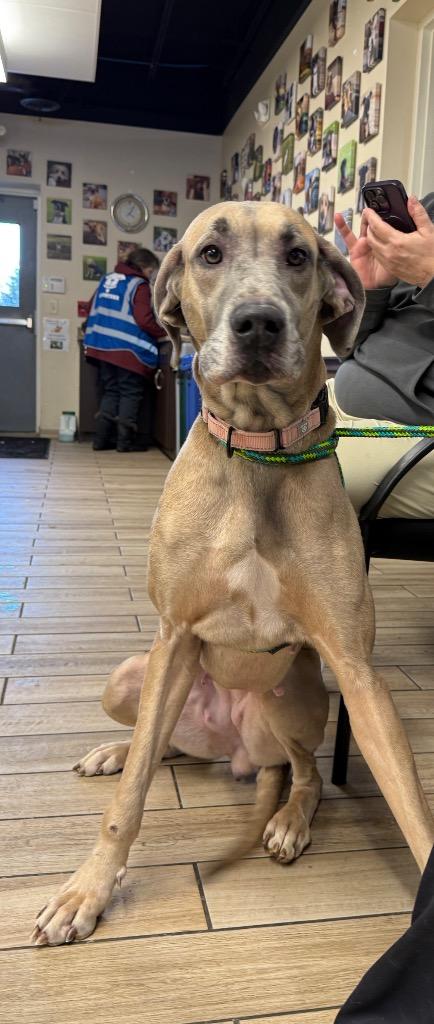 Leia, Adoptable, Adult Female Great Dane.