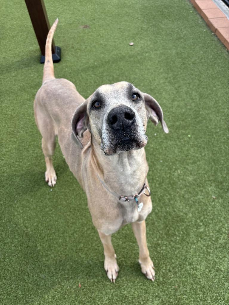 Enlarge Leia, a Adoptable mixed breed in North Syracuse, NY image 2/6