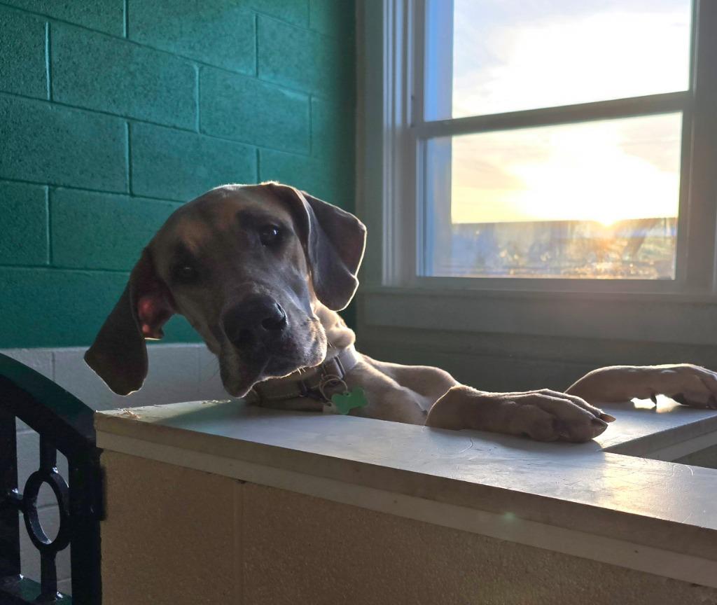 Enlarge Leia, a Adoptable mixed breed in North Syracuse, NY image 2/6