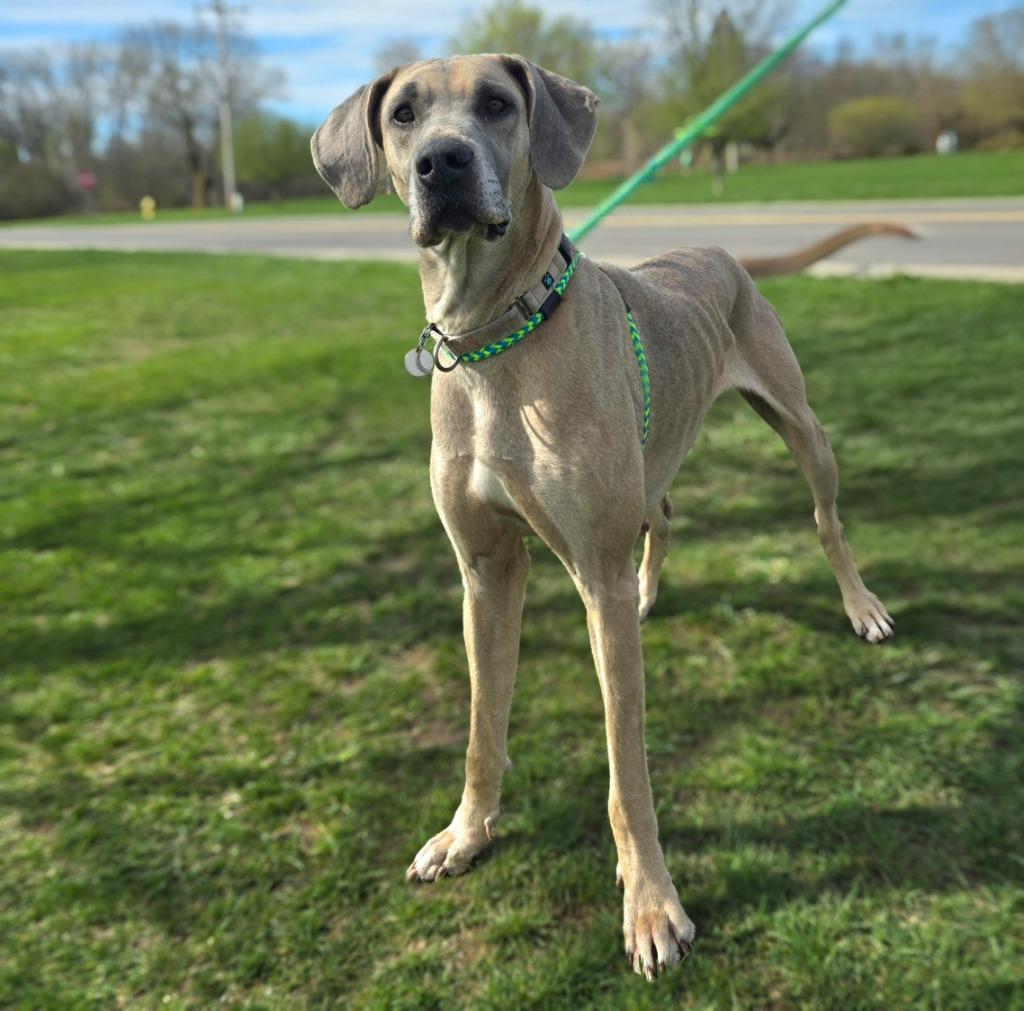 Enlarge Leia, a Adoptable mixed breed in North Syracuse, NY image 3/6