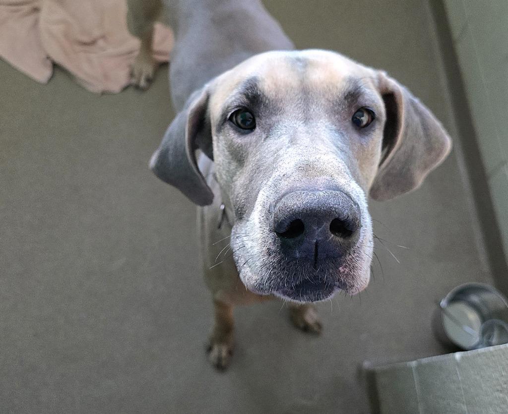 Enlarge Leia, a Adoptable mixed breed in North Syracuse, NY image 3/6