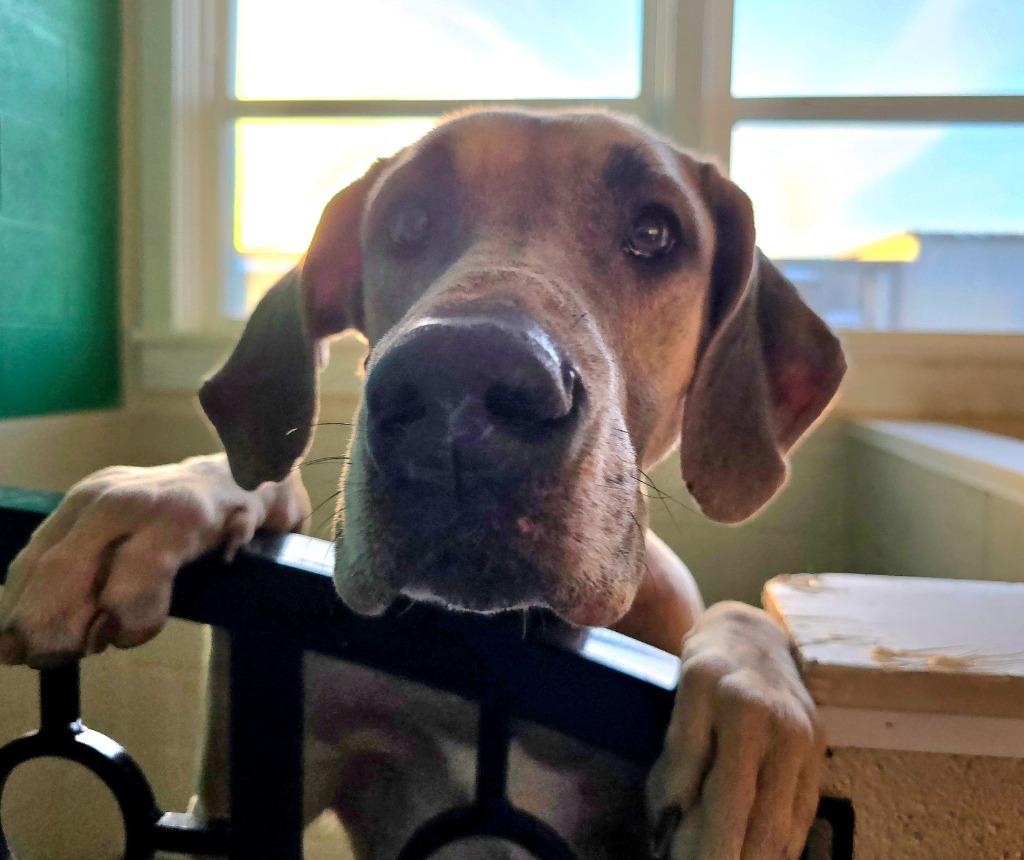 Enlarge Leia, a Adoptable mixed breed in North Syracuse, NY image 4/6