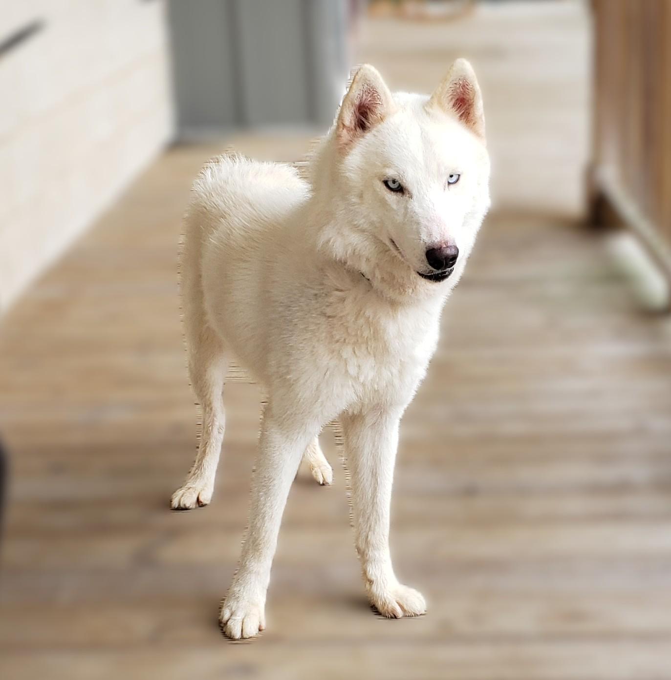 Coconut, a Adoptable Siberian Husky in Slidell, LA image 1/4