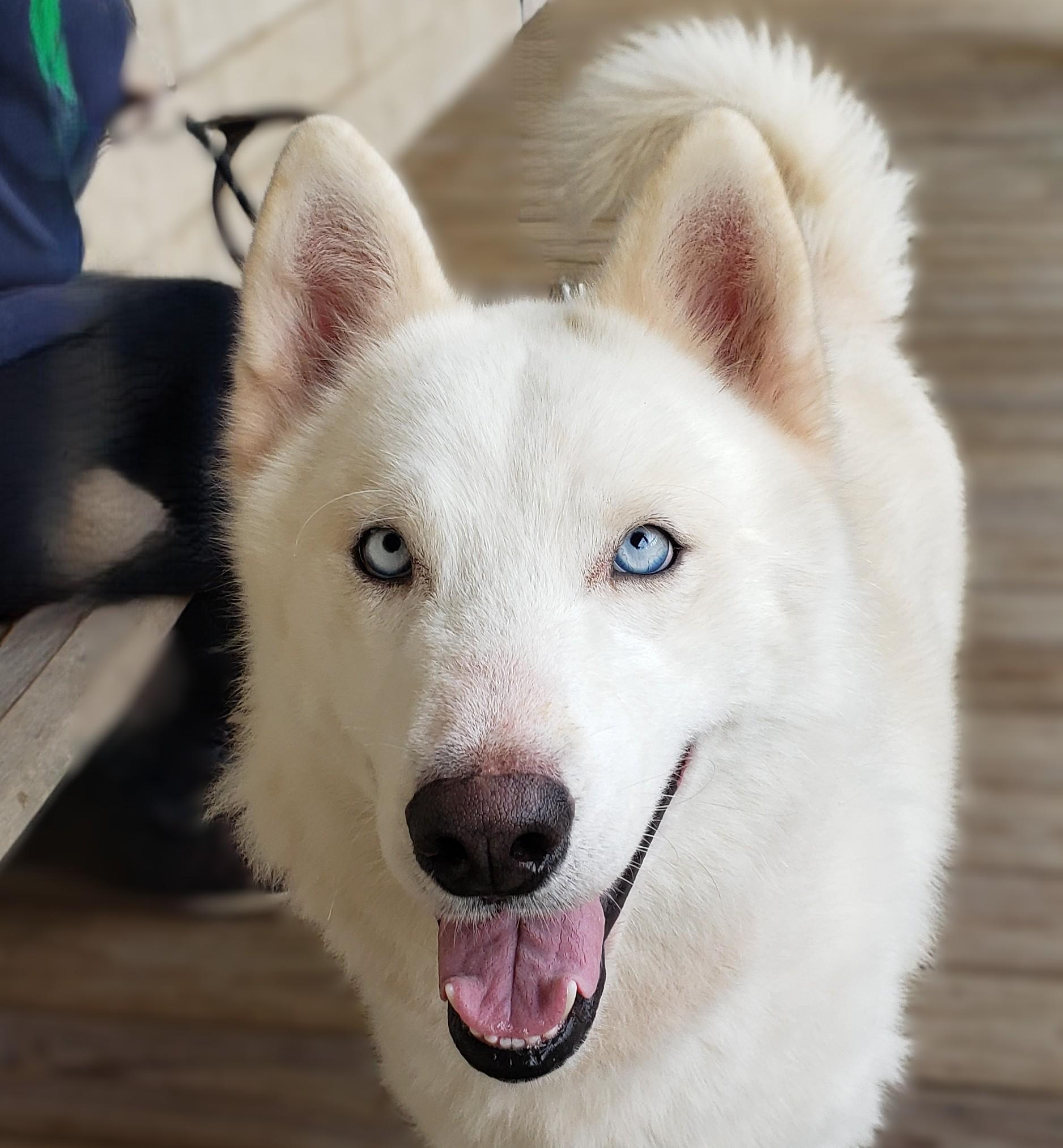 Coconut, Adoptable, Adult Male Siberian Husky.