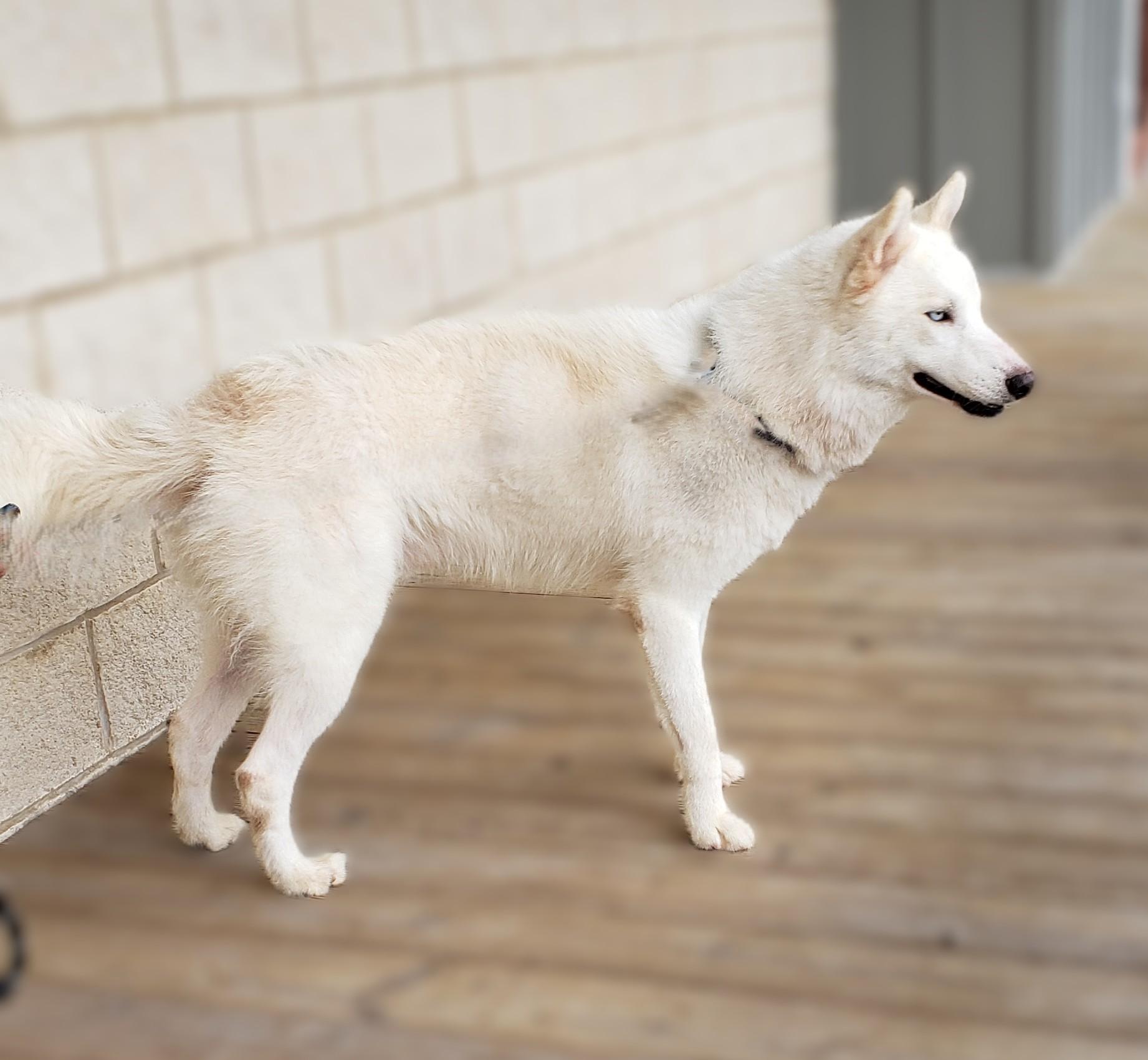 Coconut, a Adoptable Siberian Husky in Slidell, LA image 3/4