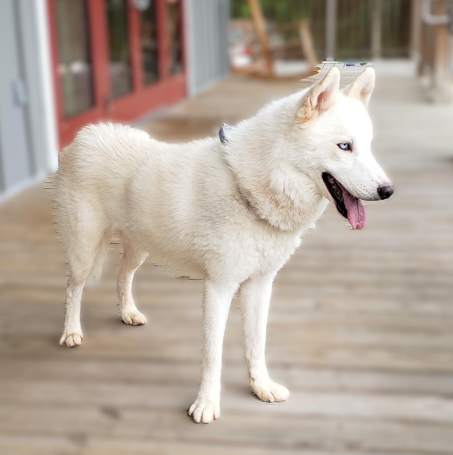 Coconut, a Adoptable Siberian Husky in Slidell, LA image 4/4