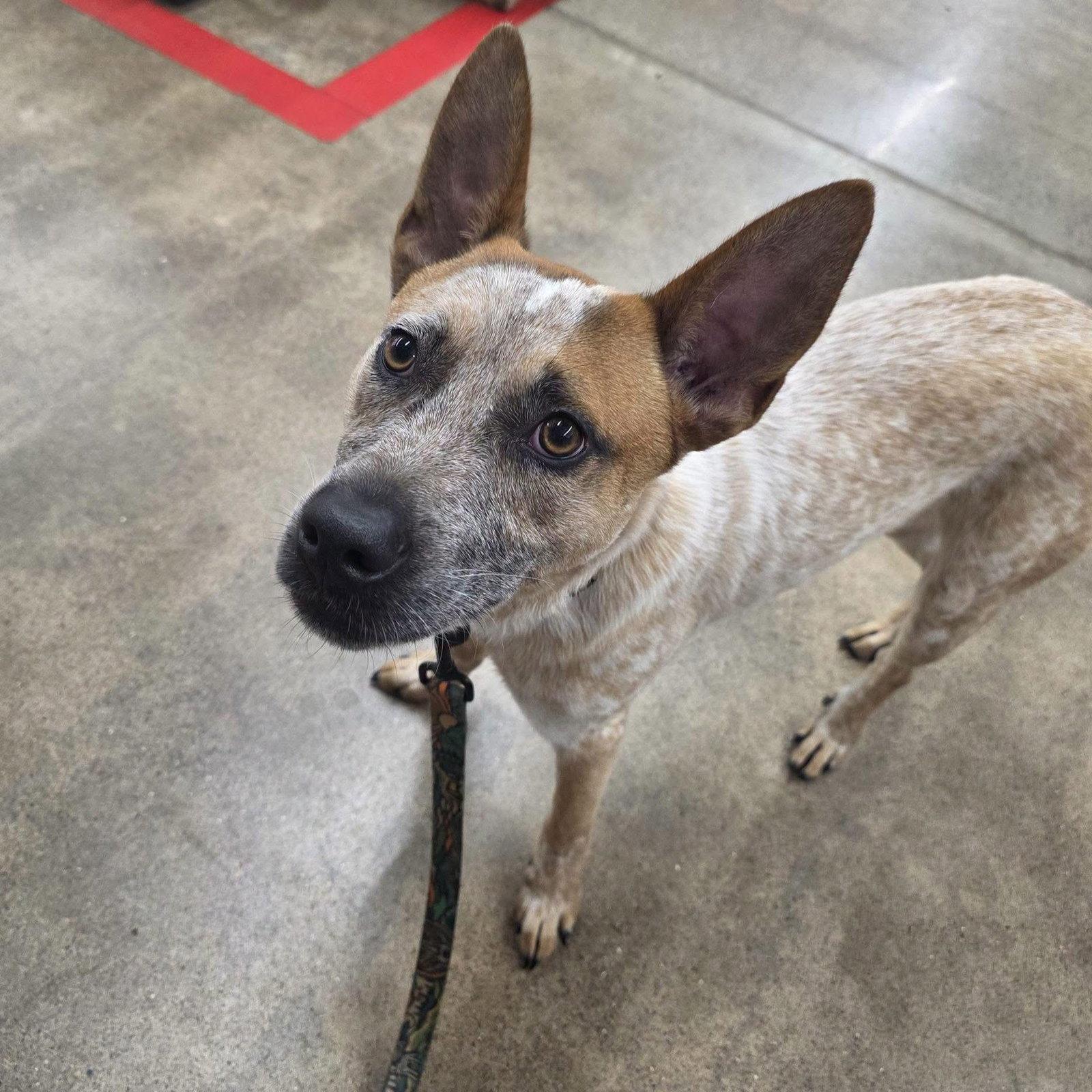 Enlarge Yukon, a Adoptable Australian Cattle Dog / Blue Heeler in New London, WI image 2/3