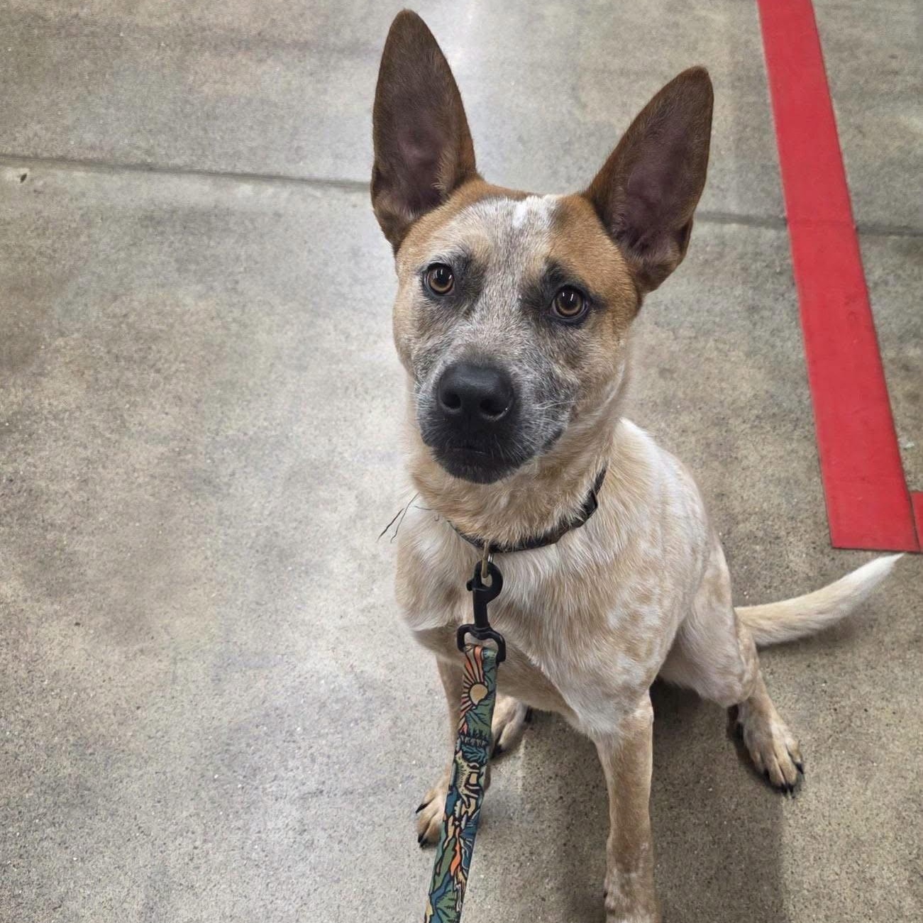 Yukon, Adoptable, Young Male Australian Cattle Dog / Blue Heeler.