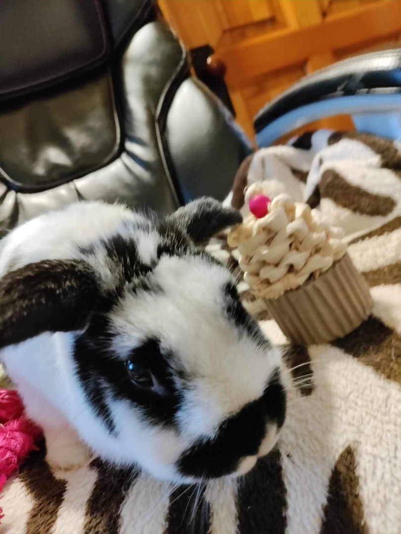 Sweetie, Adopted, Adult Female English Spot & Holland Lop.