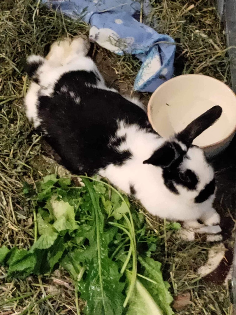 Enlarge Sweetie, a Adopted mixed breed in Lockport, IL image 2/6