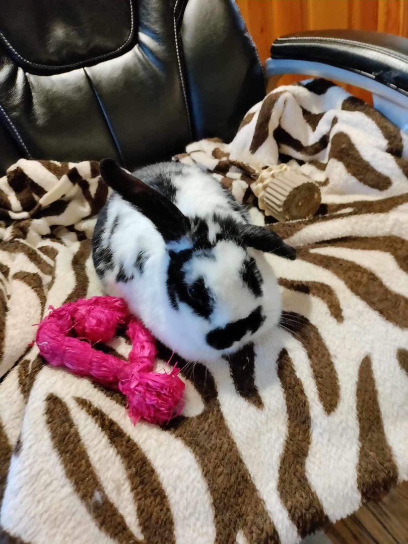 Enlarge Sweetie, a Adopted mixed breed in Lockport, IL image 3/6