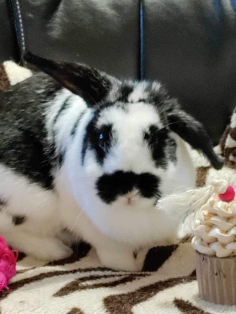 Enlarge Sweetie, a Adopted mixed breed in Lockport, IL image 4/6