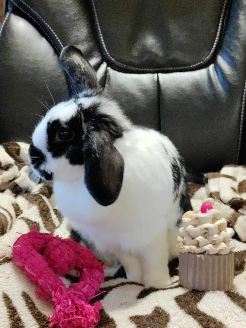 Enlarge Sweetie, a Adopted mixed breed in Lockport, IL image 5/6