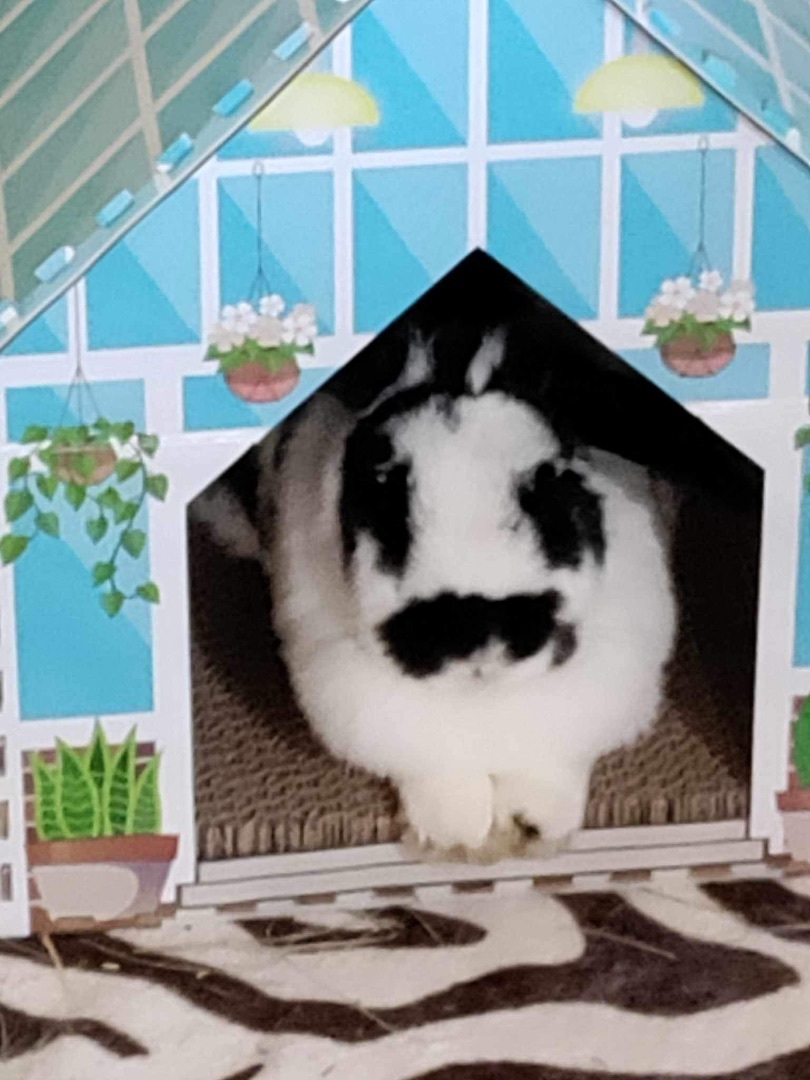 Enlarge Sweetie, a Adopted mixed breed in Lockport, IL image 6/6