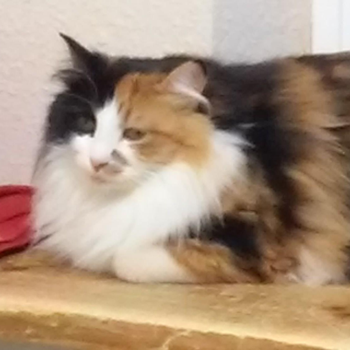 Aimee, ADOPTABLE, Senior Female Domestic Long Hair.