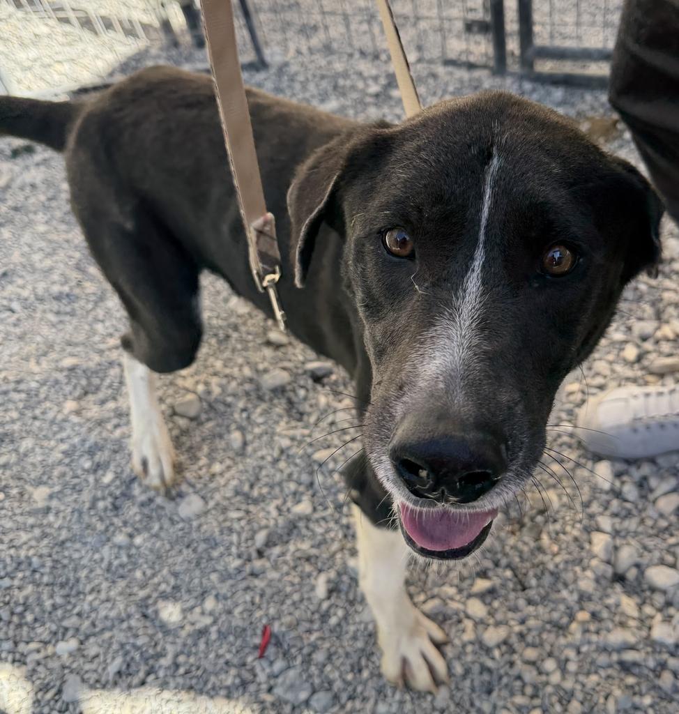 Enlarge Dayton, a Adoptable mixed breed in Pahrump, NV image 1/2