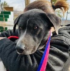 Dayton, Adoptable, Adult Male Hound & Mixed Breed.