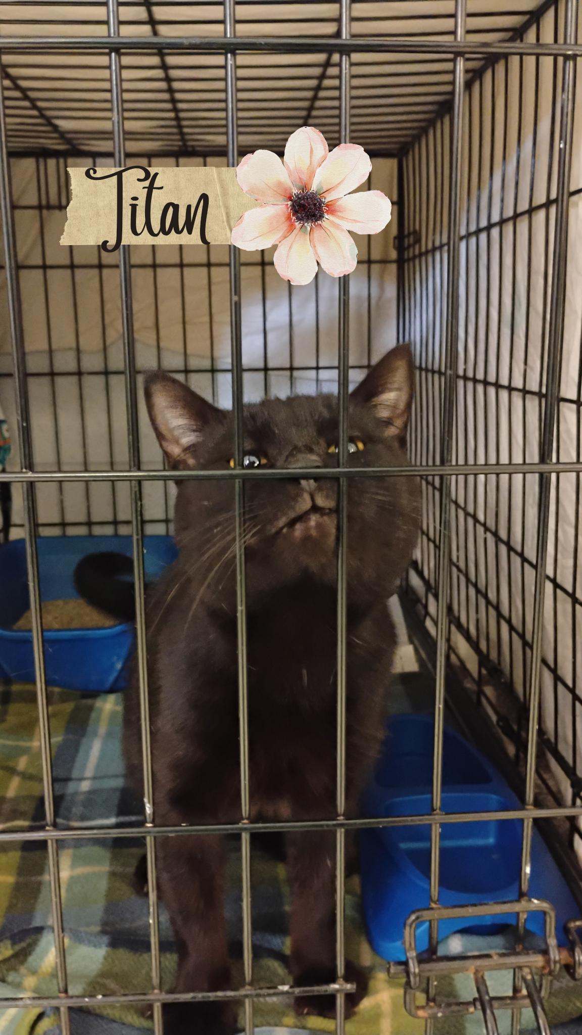 Titan, Adoptable, Adult Male Domestic Short Hair.