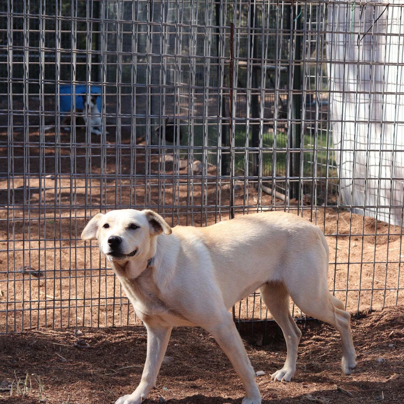 Comet, Adoptable, Young Female Labrador Retriever.