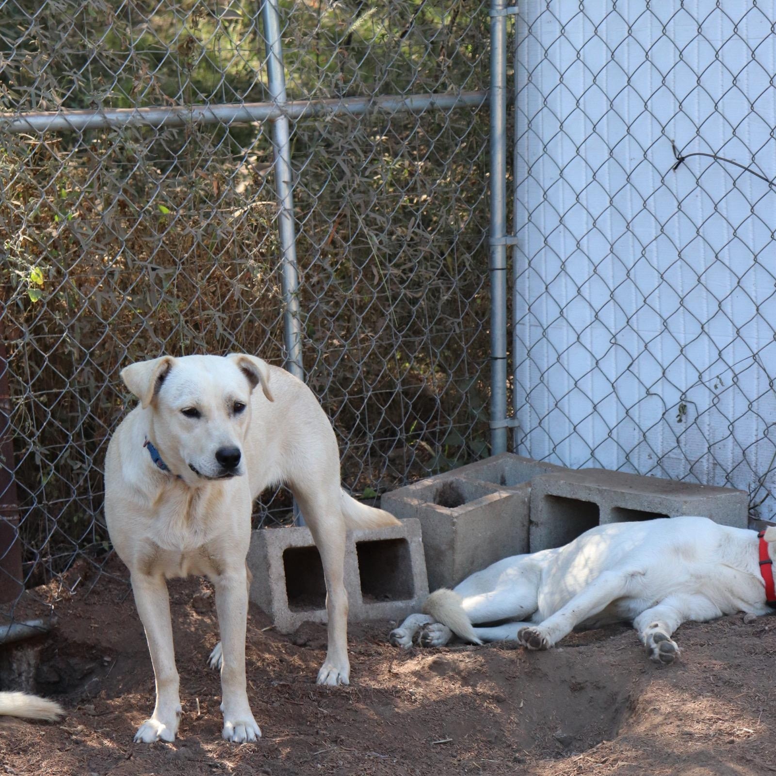Enlarge Comet, a Adoptable mixed breed in Leakey, TX image 2/6