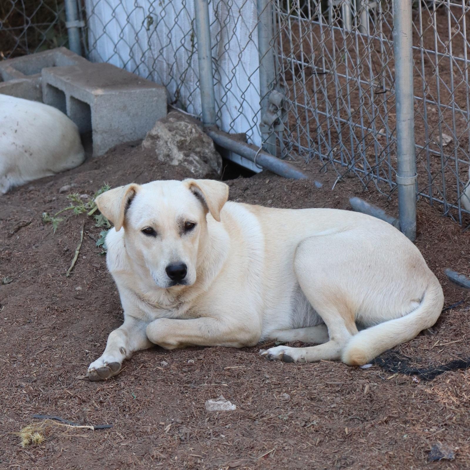 Enlarge Comet, a Adoptable mixed breed in Leakey, TX image 3/6