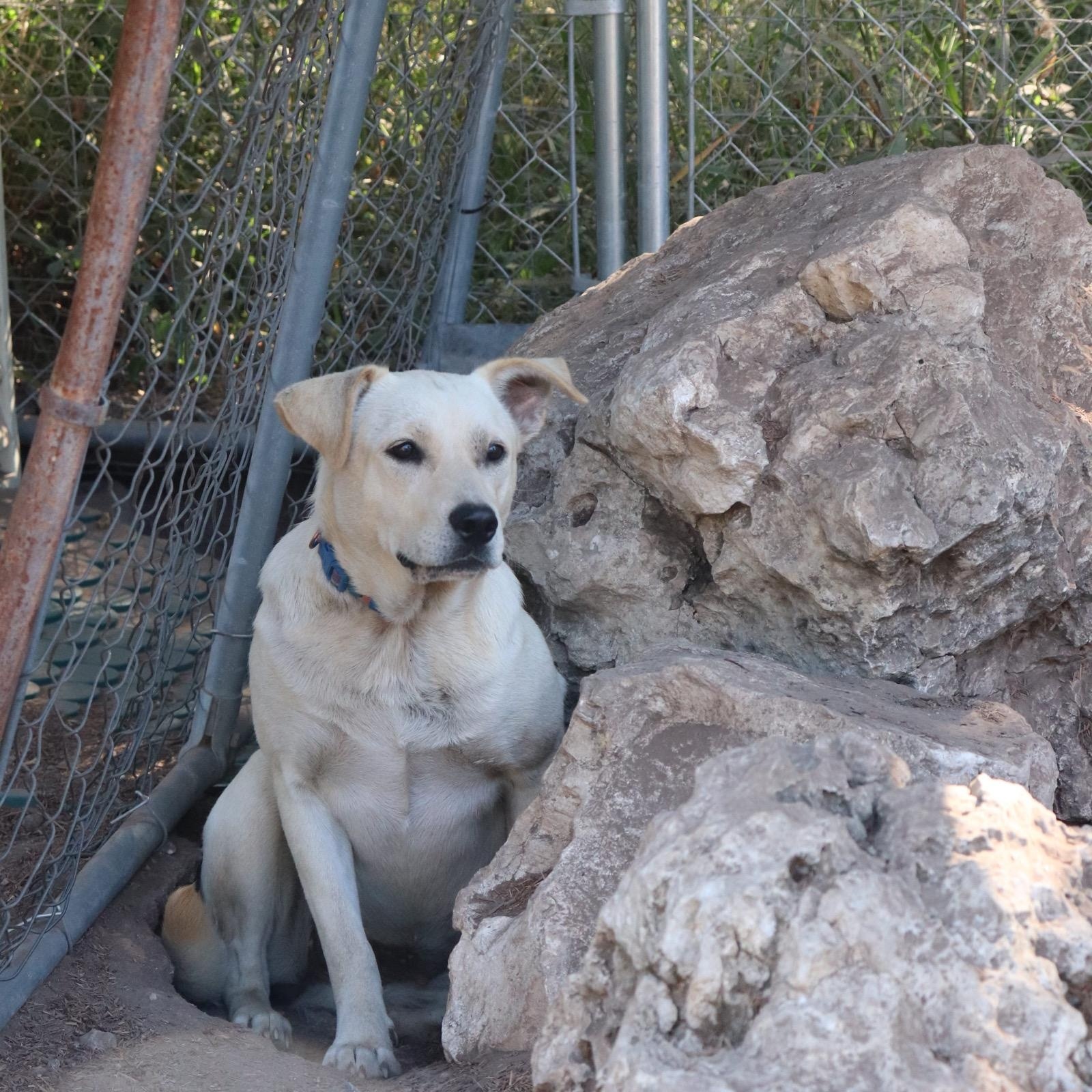 Enlarge Comet, a Adoptable mixed breed in Leakey, TX image 4/6
