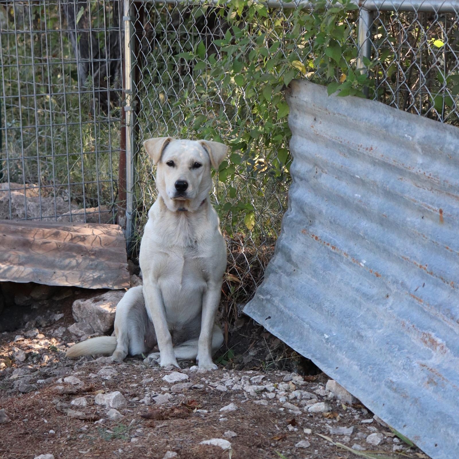 Enlarge Comet, a Adoptable mixed breed in Leakey, TX image 5/6