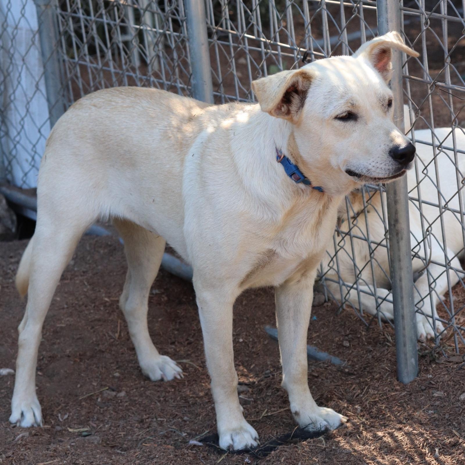 Enlarge Comet, a Adoptable mixed breed in Leakey, TX image 6/6