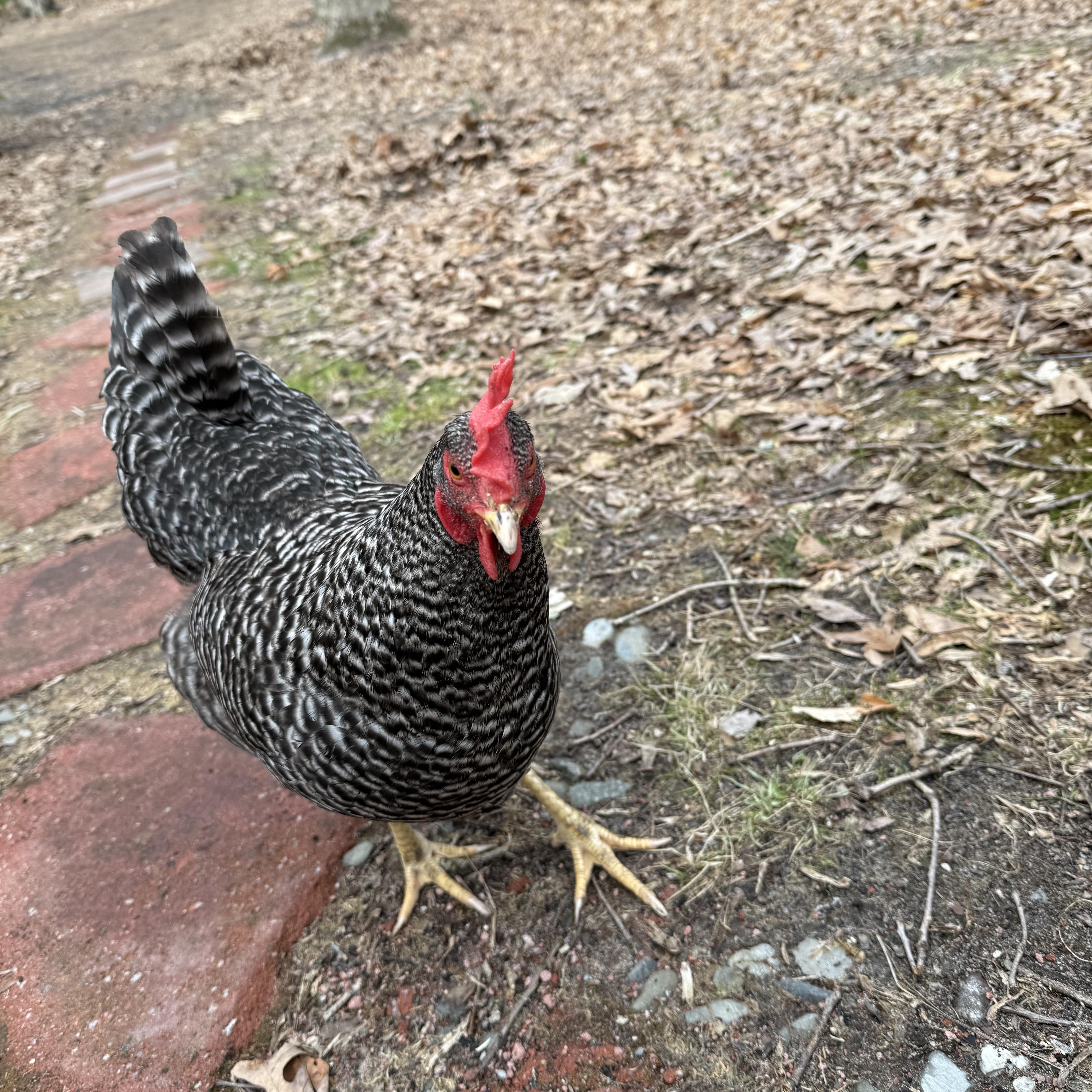 4 Friends, Adopted, Adult Female Chicken.